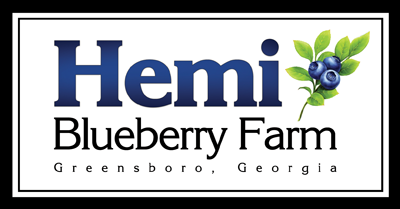 Hemi blueberry farm, greensboro georgia